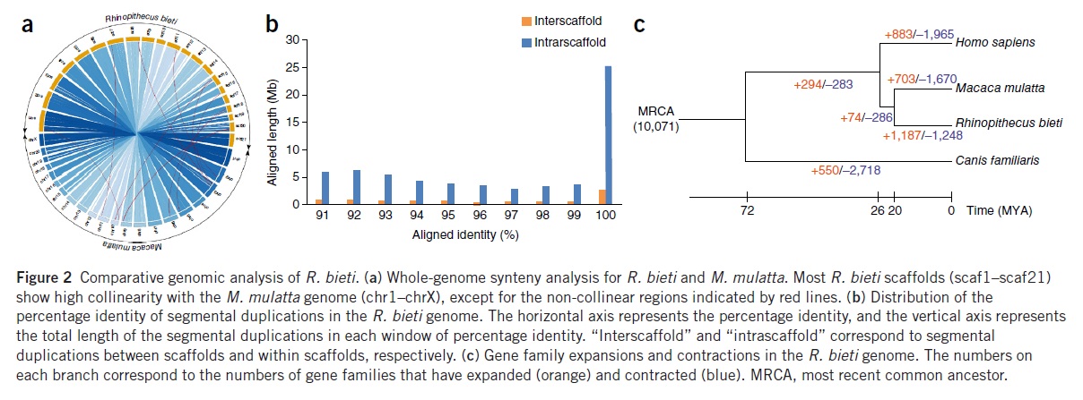图1B 滇金丝猴的比较基因组分析。.jpg