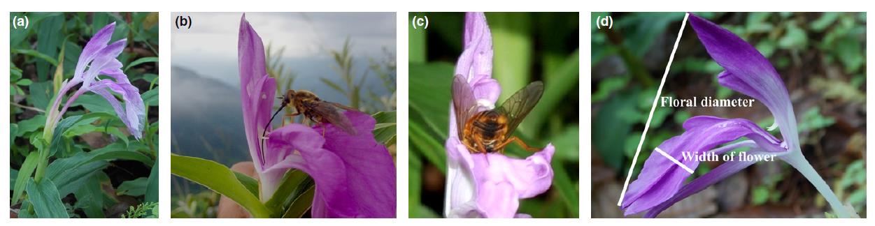 喜马拉雅地区植物花部性状与传粉昆虫的协同进化.jpg